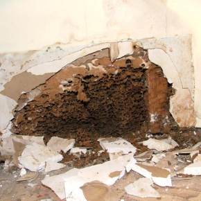 Building damage caused by ants