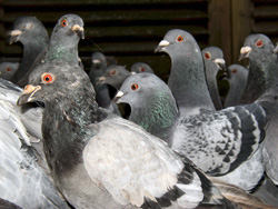 Pigeons