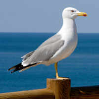 Seagull