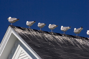 Seagull Droppings