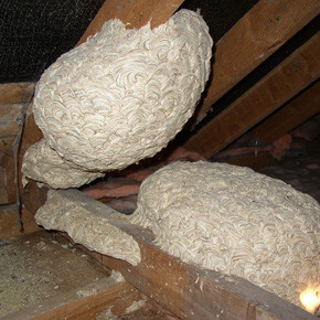 Wasp nest removals